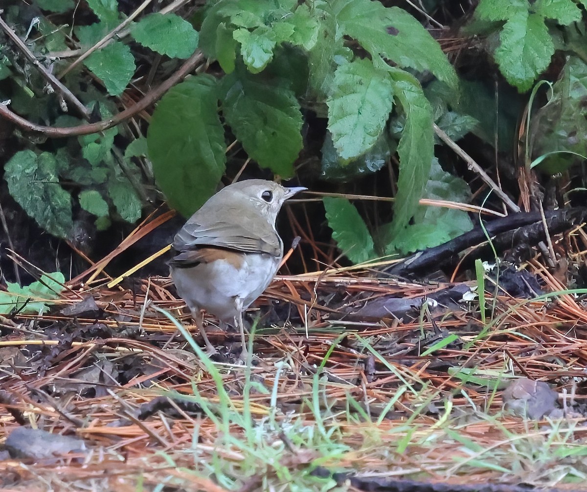 Hermit Thrush - ML645482013