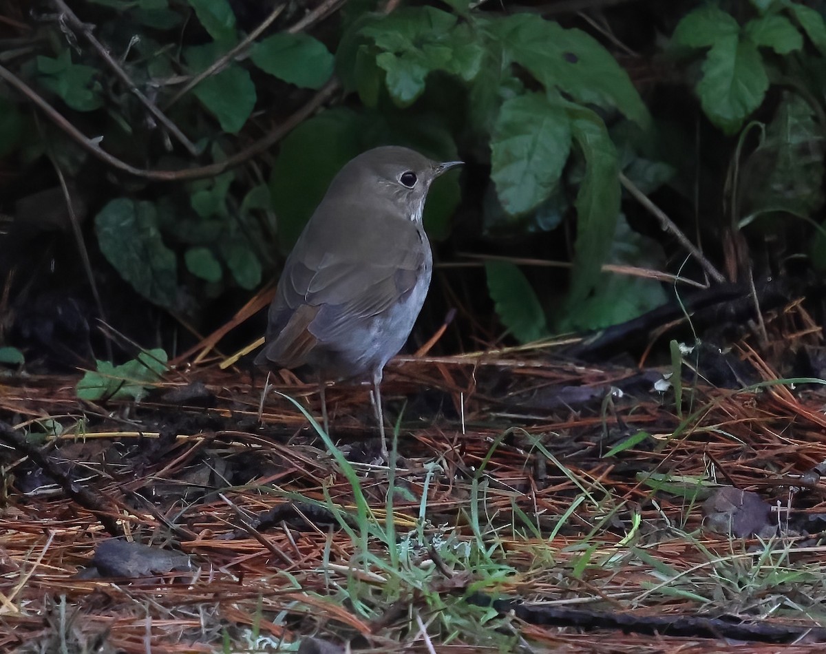 Hermit Thrush - ML645482014