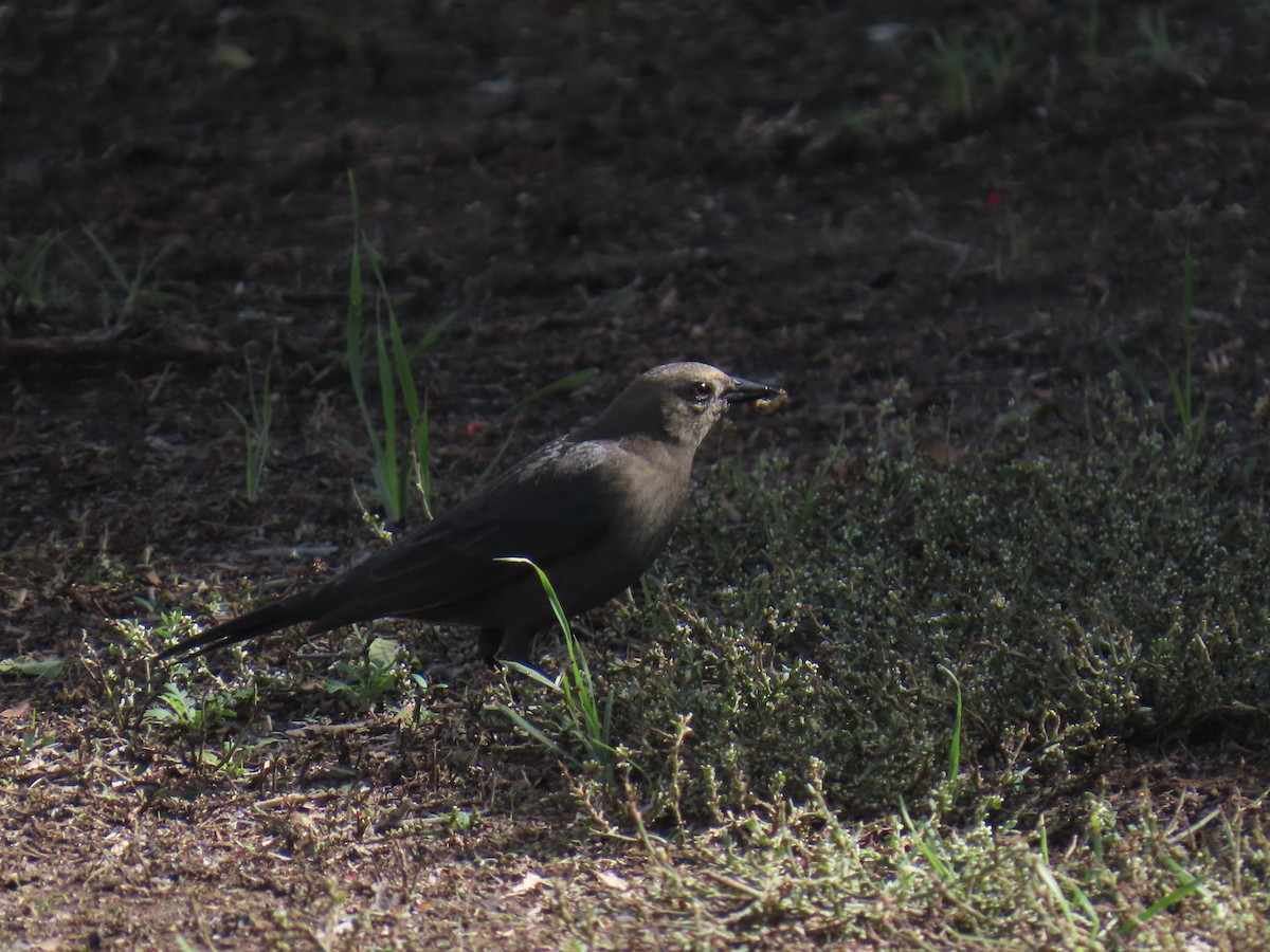 Brewer Karatavuğu - ML645482016