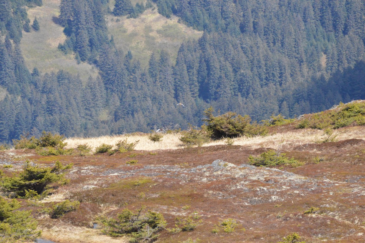 Moorschneehuhn - ML645482018