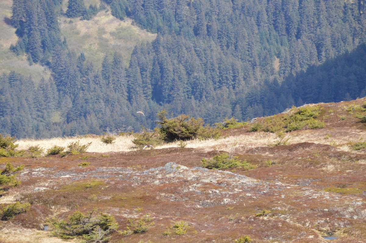 Moorschneehuhn - ML645482019