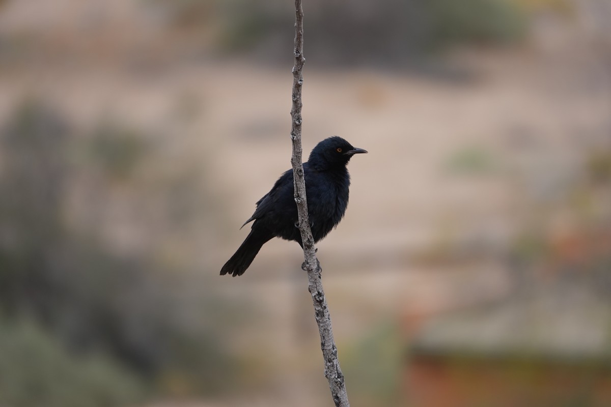 blekvingestær - ML645482035