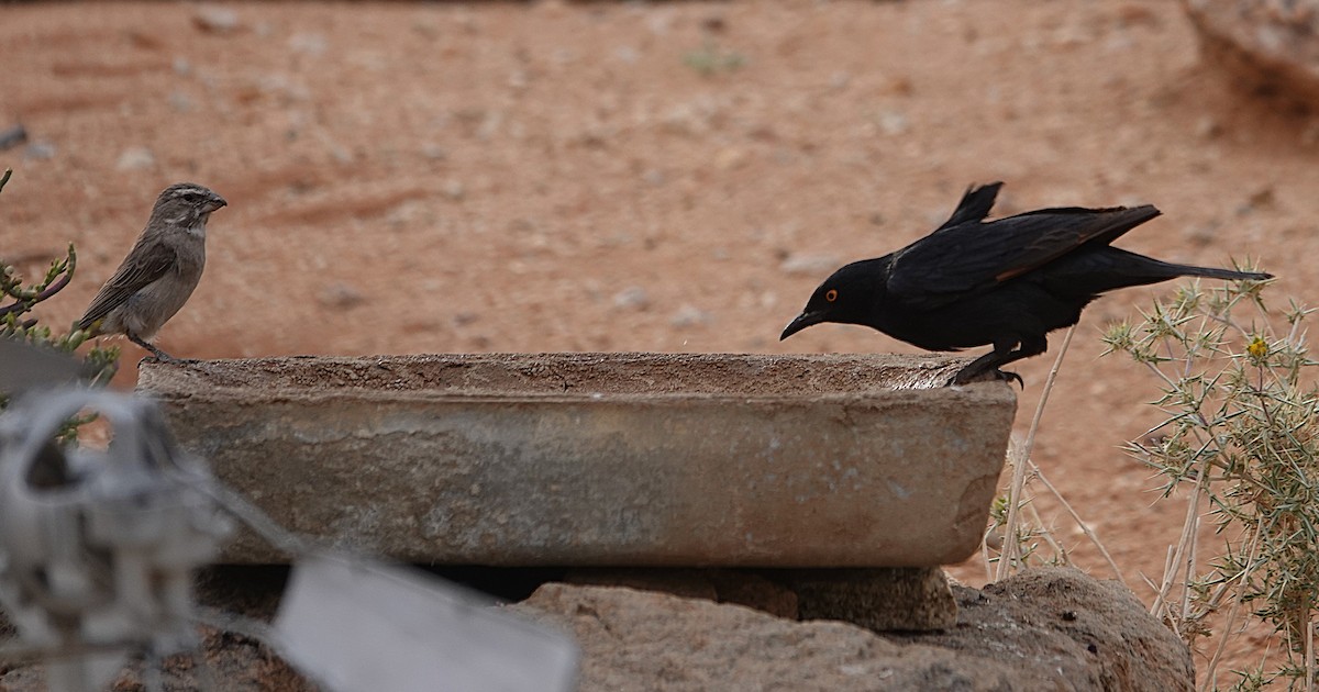 blekvingestær - ML645482036