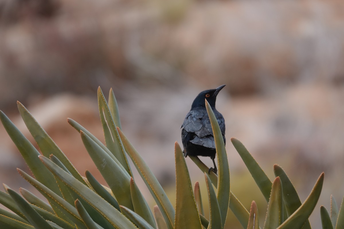 blekvingestær - ML645482037