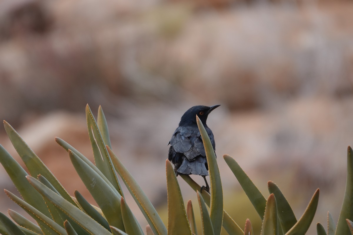 blekvingestær - ML645482039