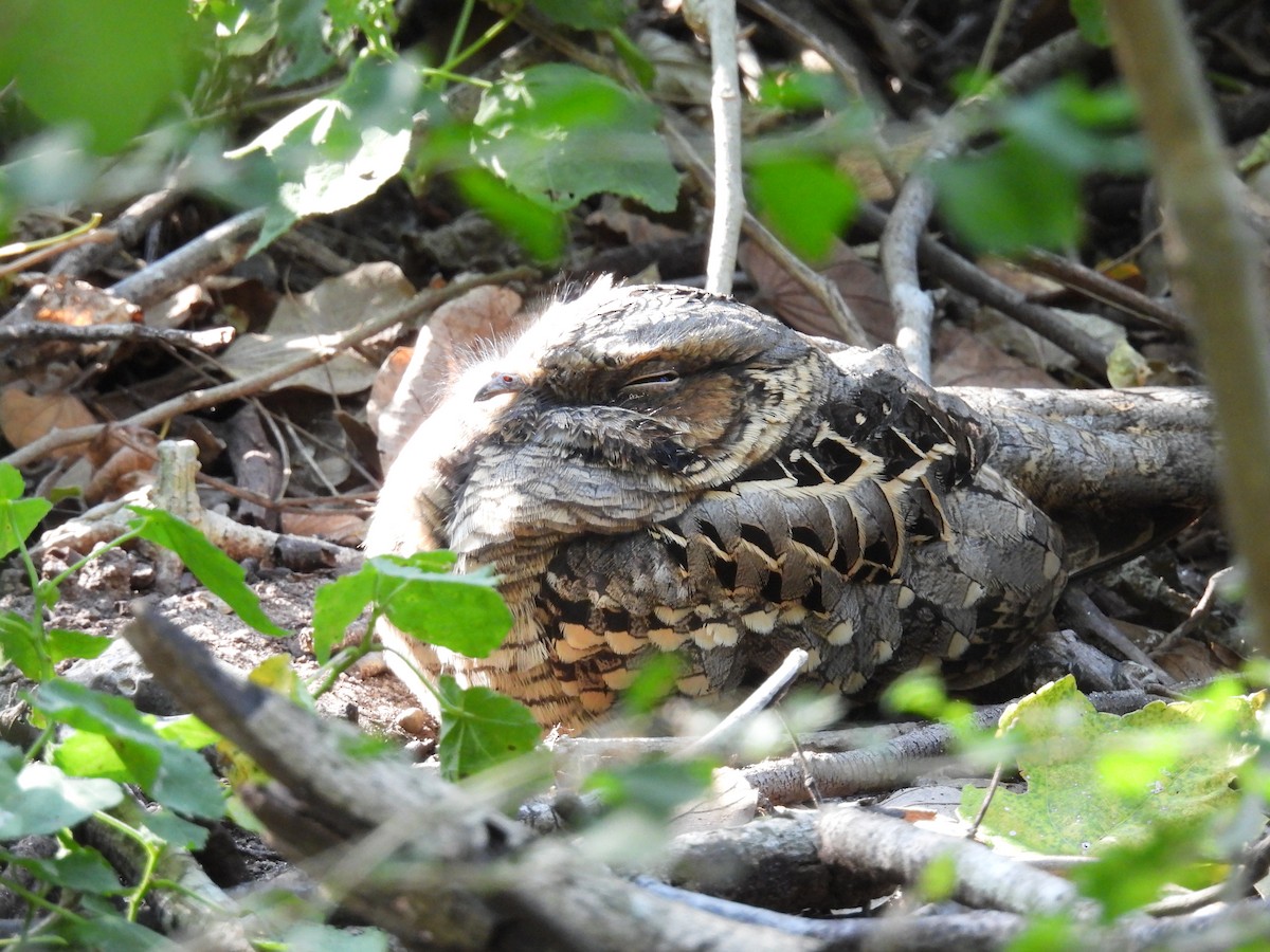 Пораке - ML645482043