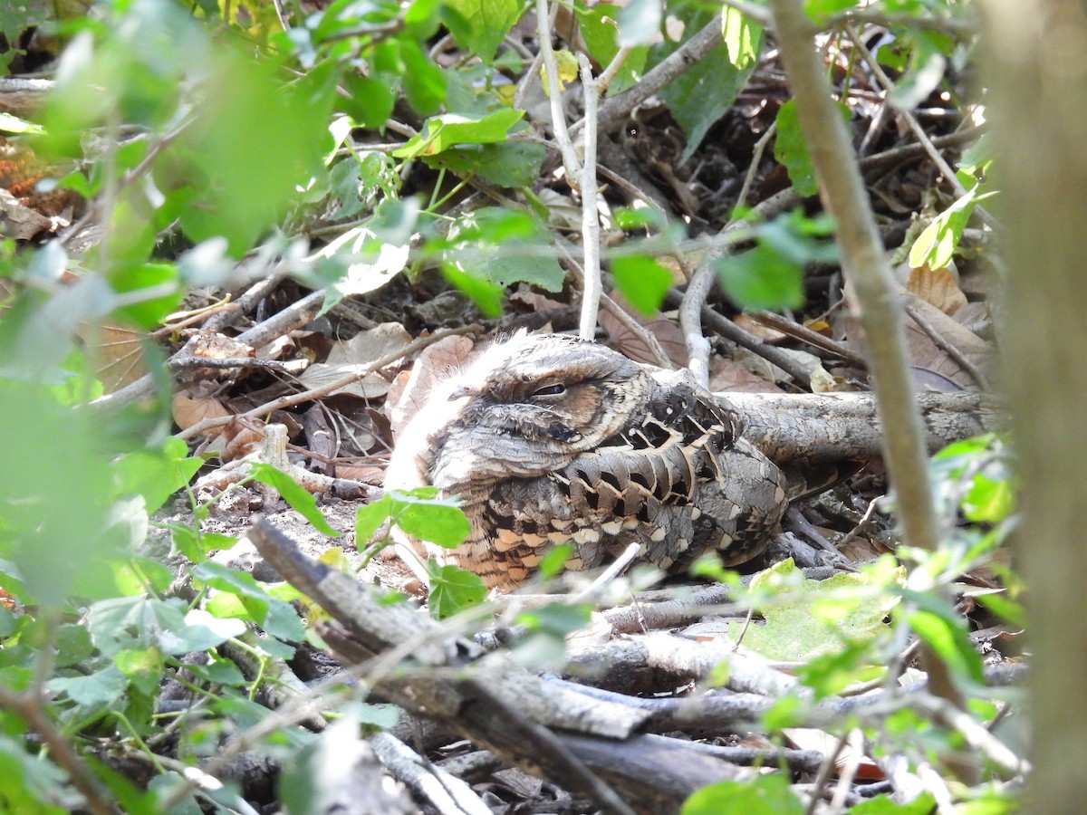 Пораке - ML645482044