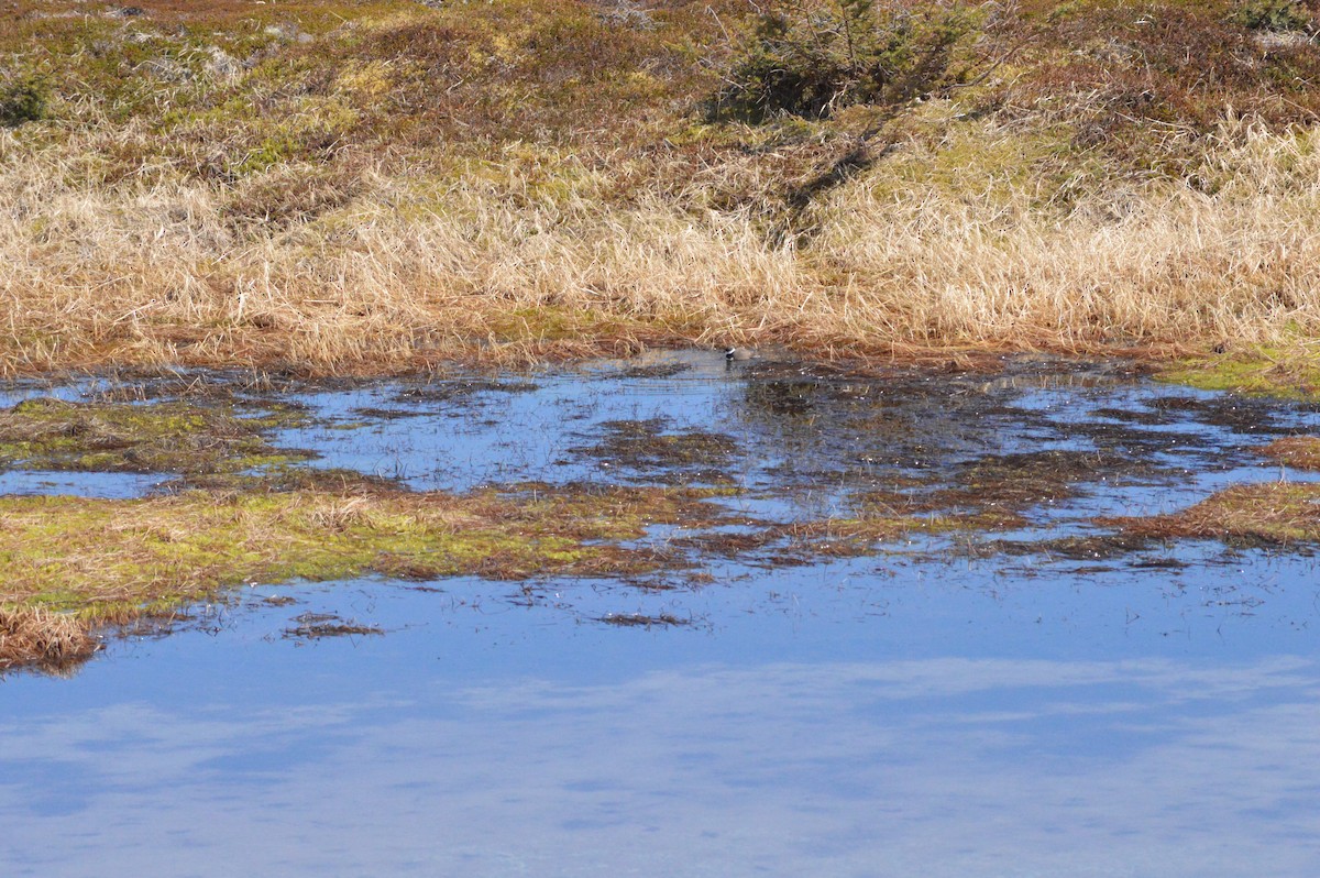 Semipalmated Plover - ML645482045