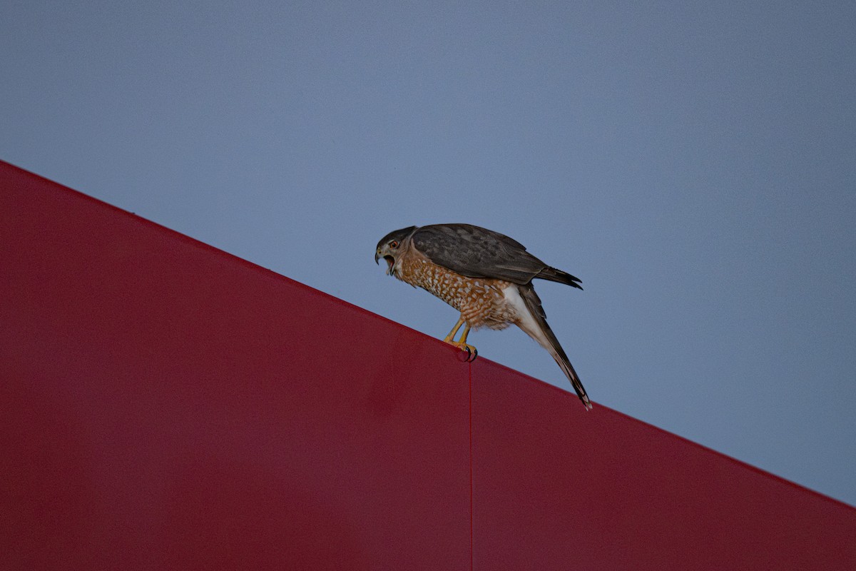Cooper's Hawk - ML645482065