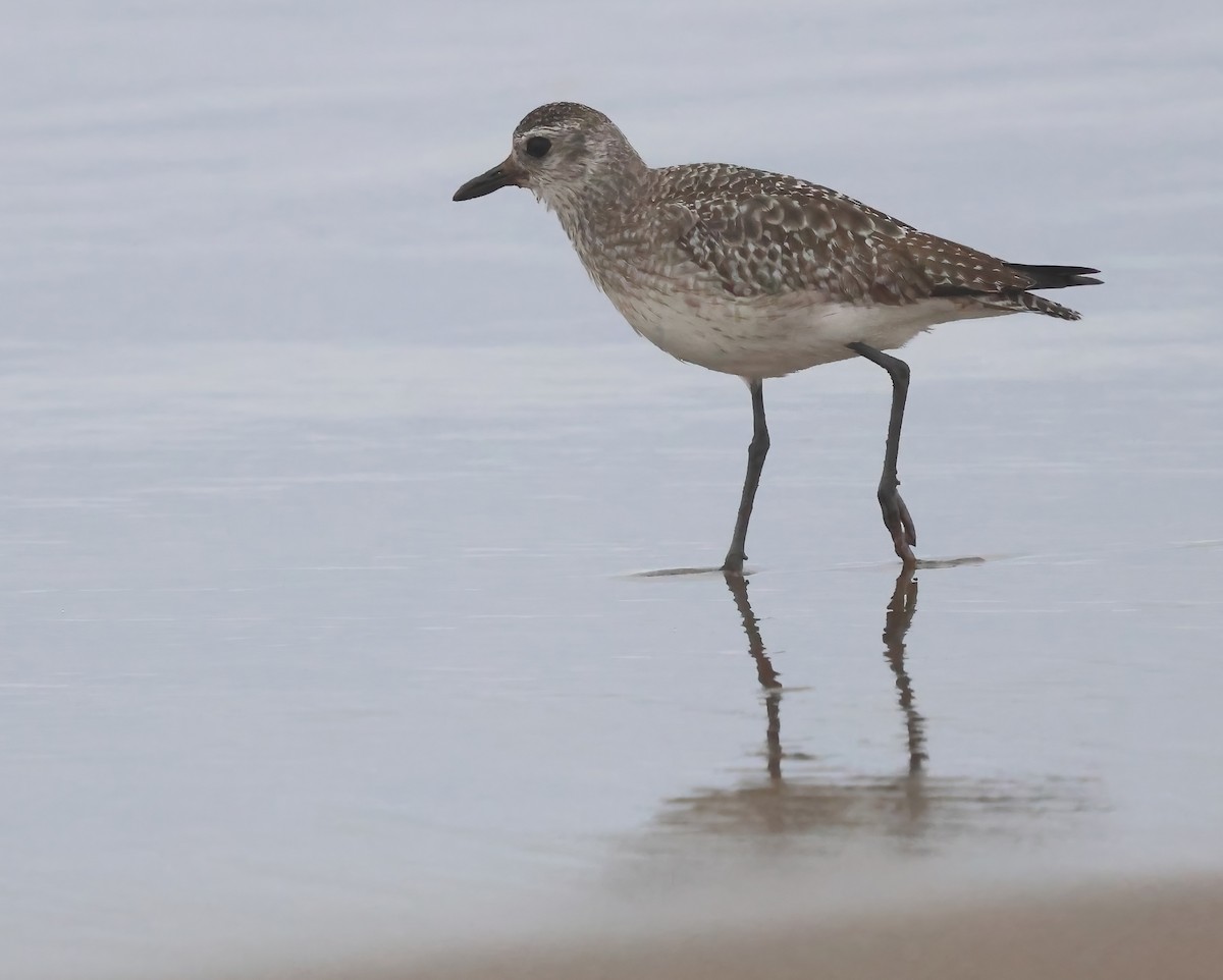 Black-bellied Plover - ML645482070