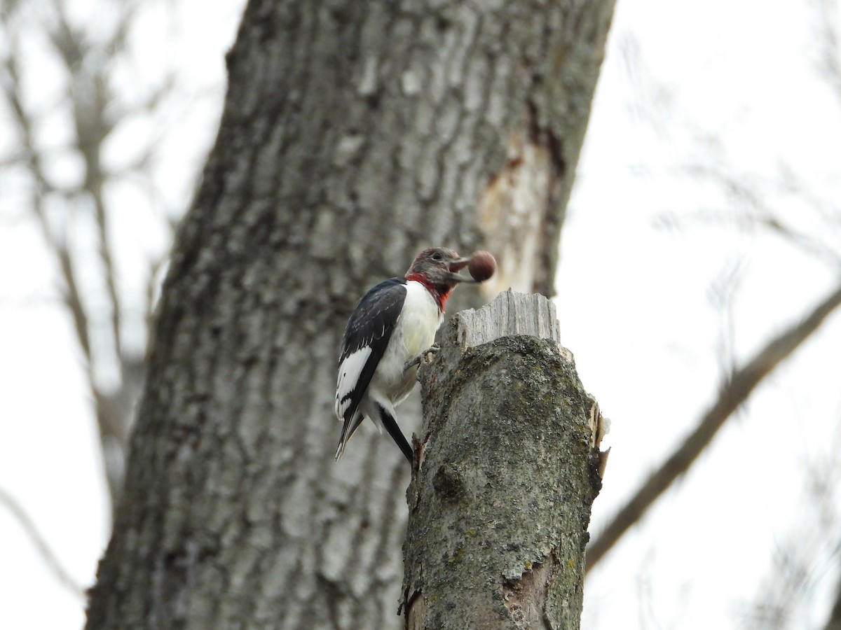 Red-headed Woodpecker - ML645482074