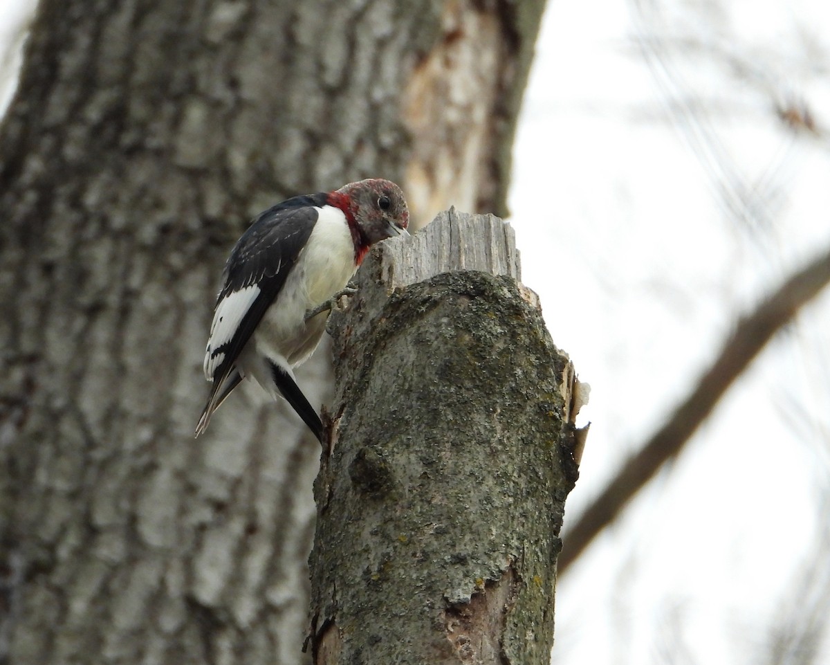 Red-headed Woodpecker - ML645482079