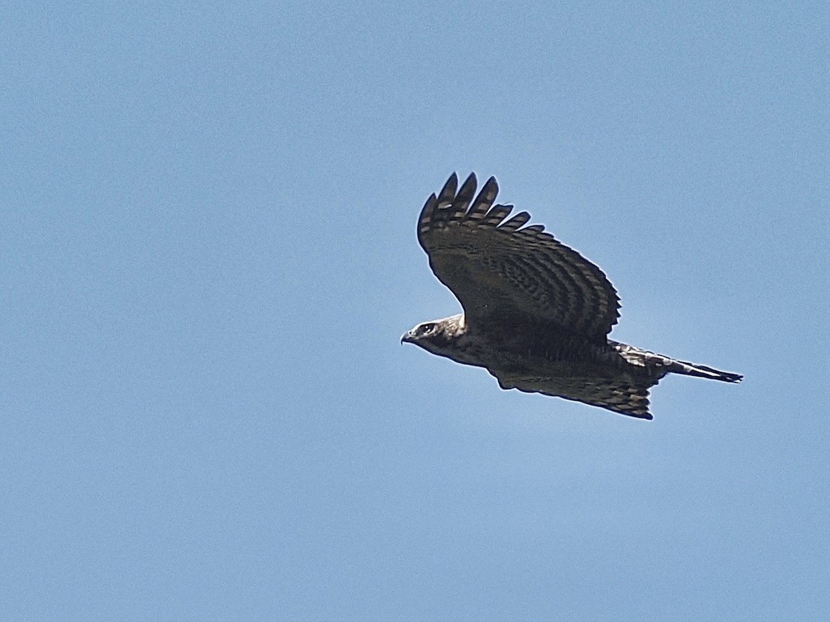 Mountain Hawk-Eagle - ML645482082