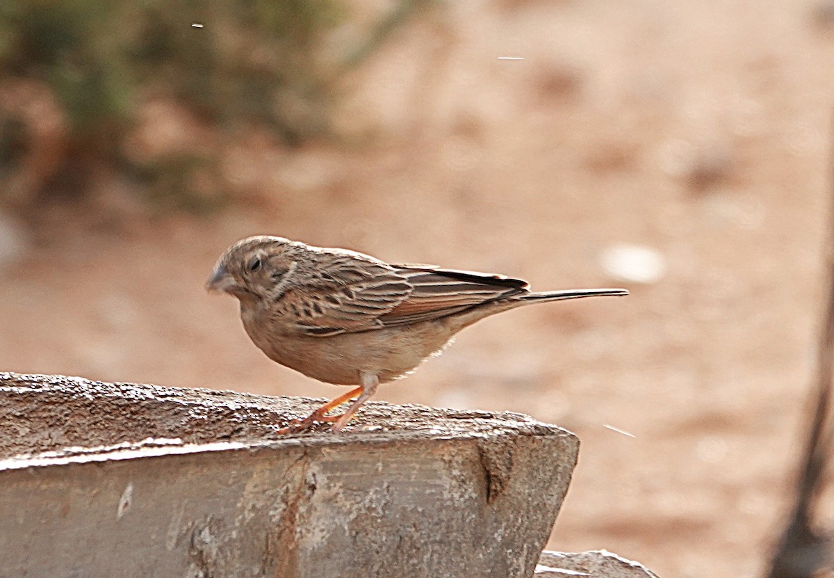 Lark-like Bunting - ML645482094