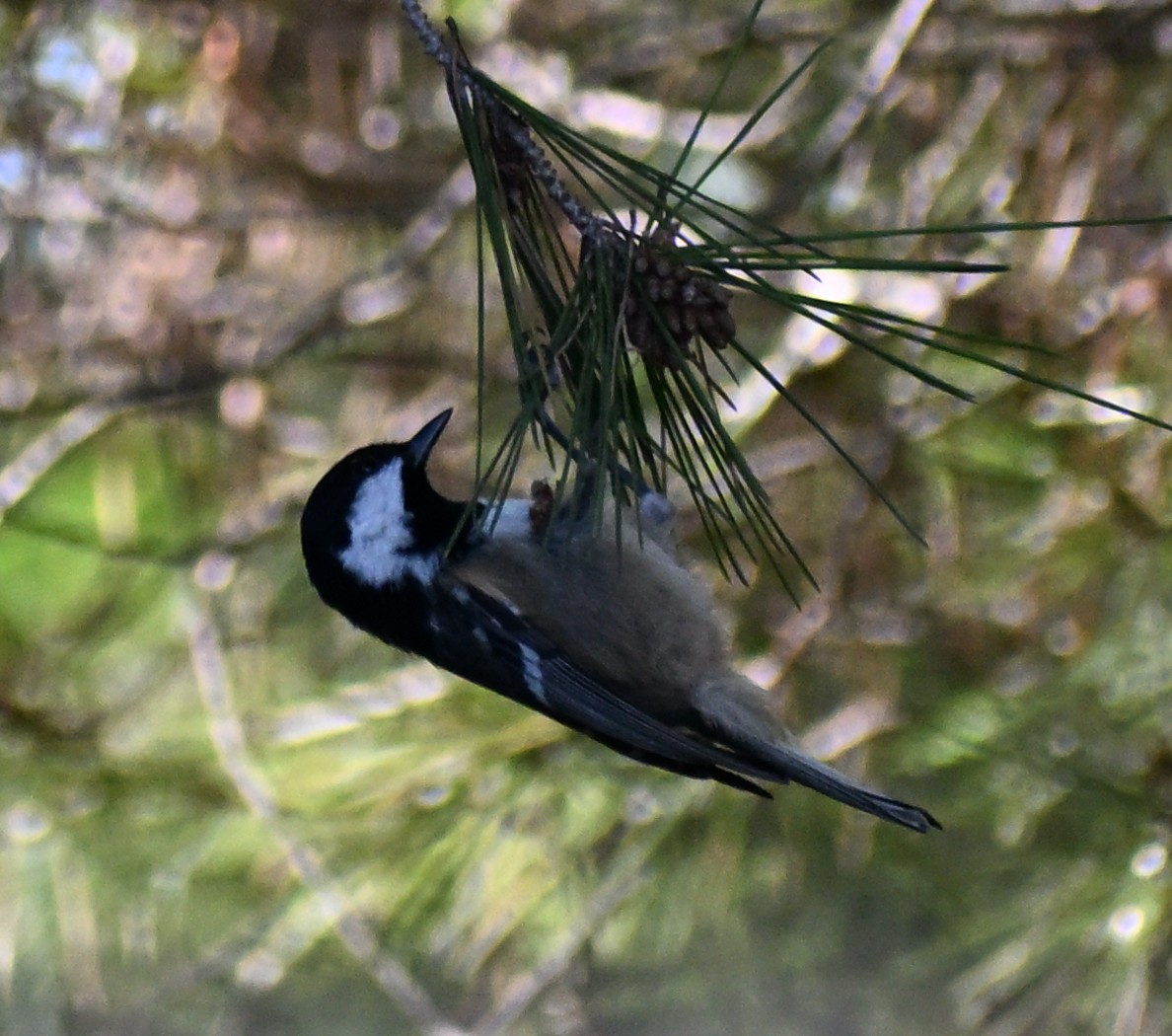 煤山雀 - ML645482100