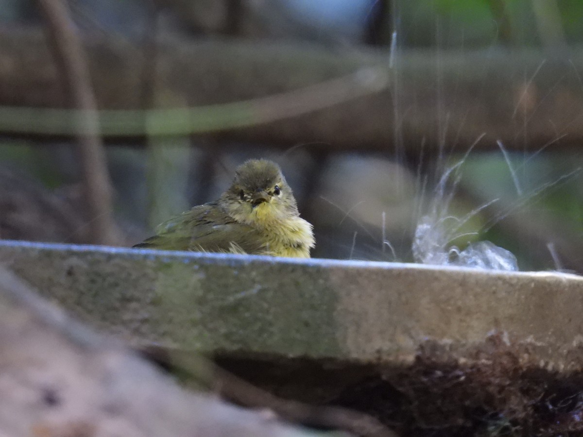 Orange-crowned Warbler - ML645482115