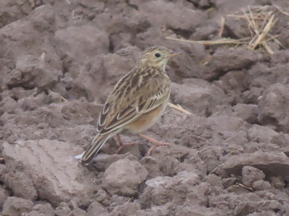 Sprague's Pipit - ML645482120