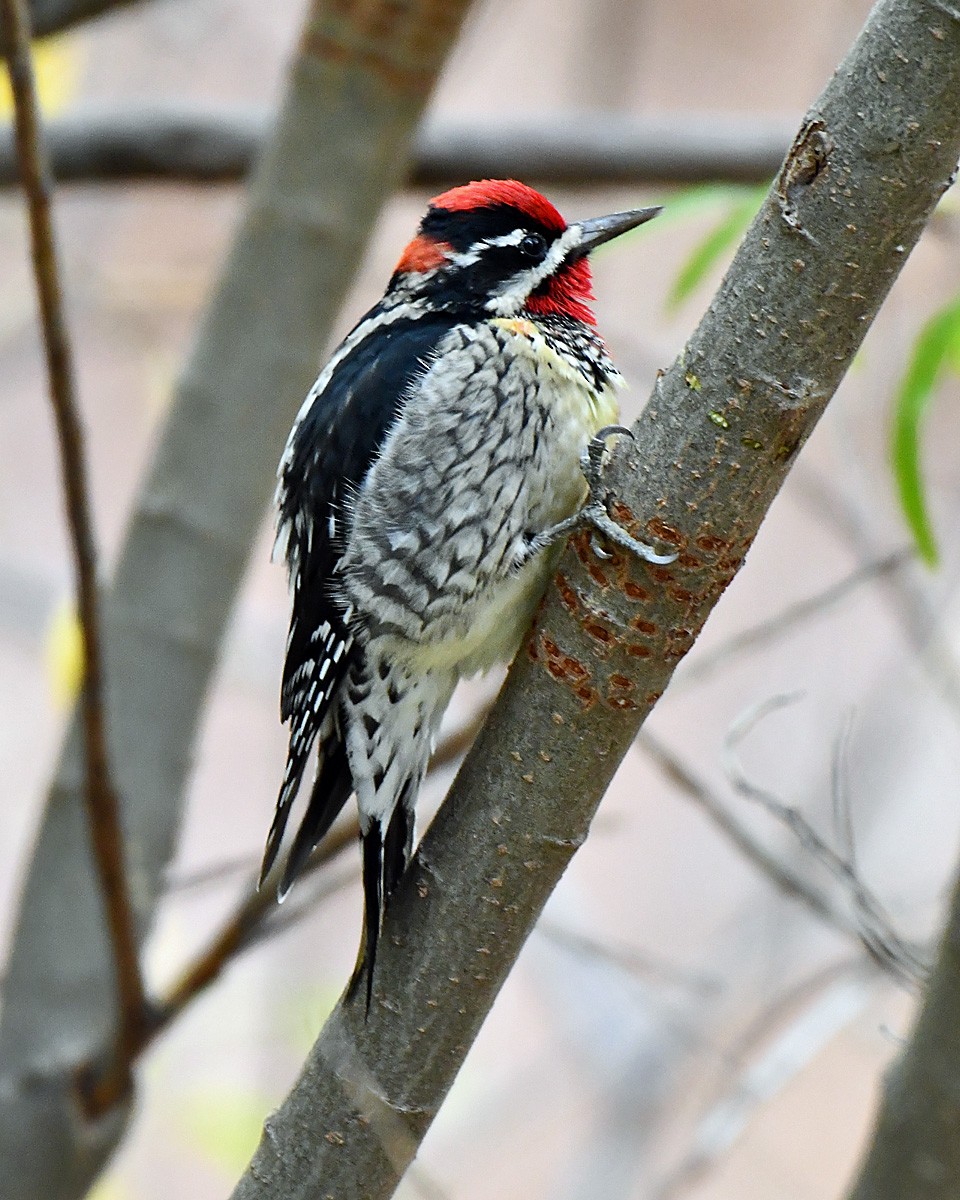 Rotnacken-Saftlecker - ML645482124