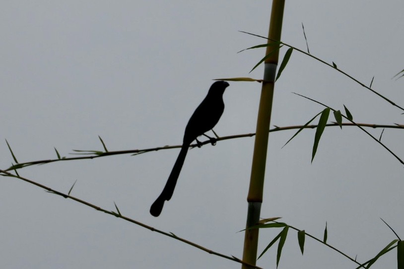 Ракетохвостая сорока - ML645482128
