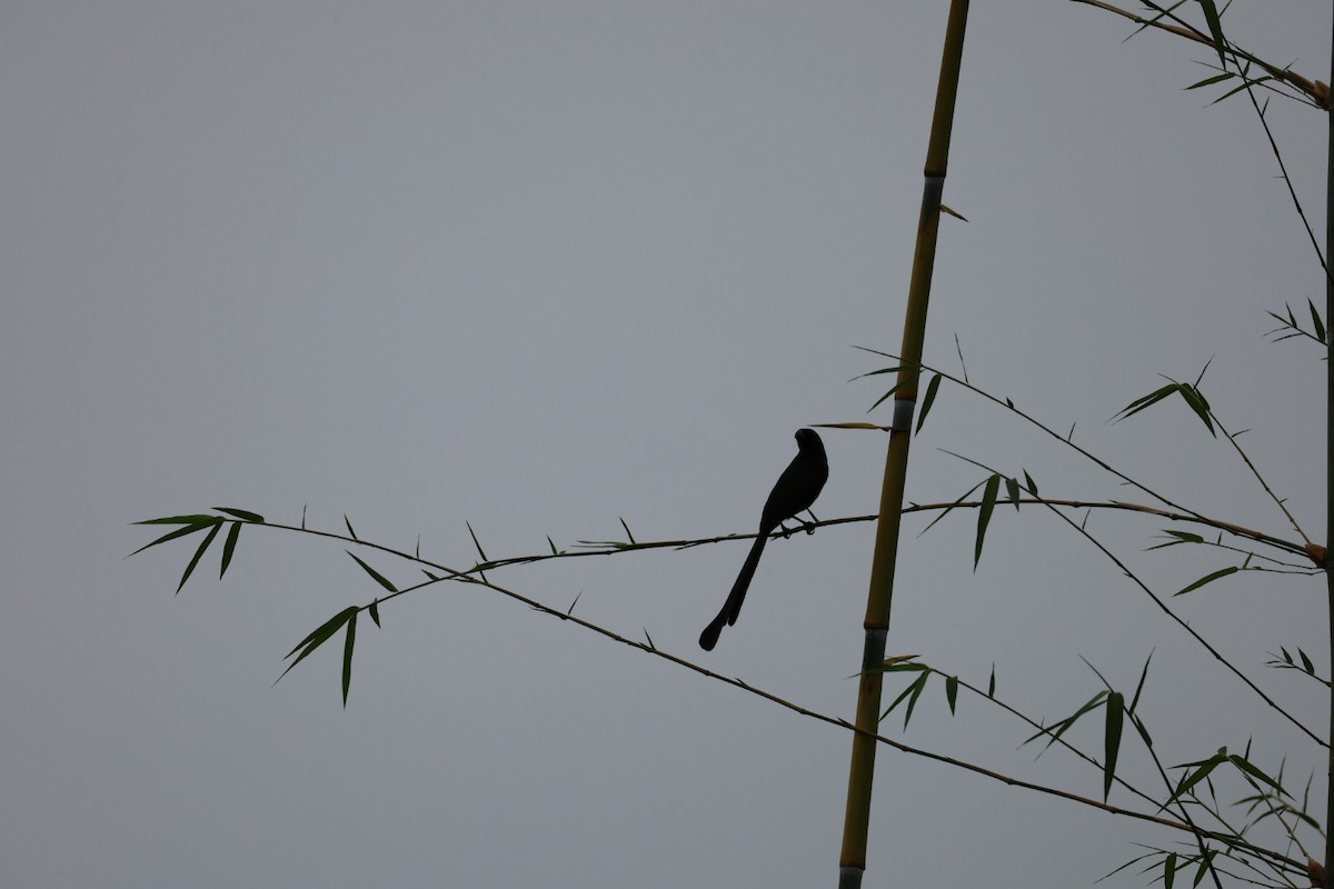 Ракетохвостая сорока - ML645482129