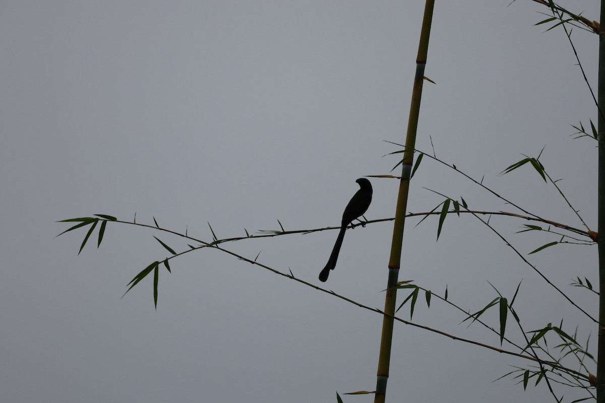 Ракетохвостая сорока - ML645482130