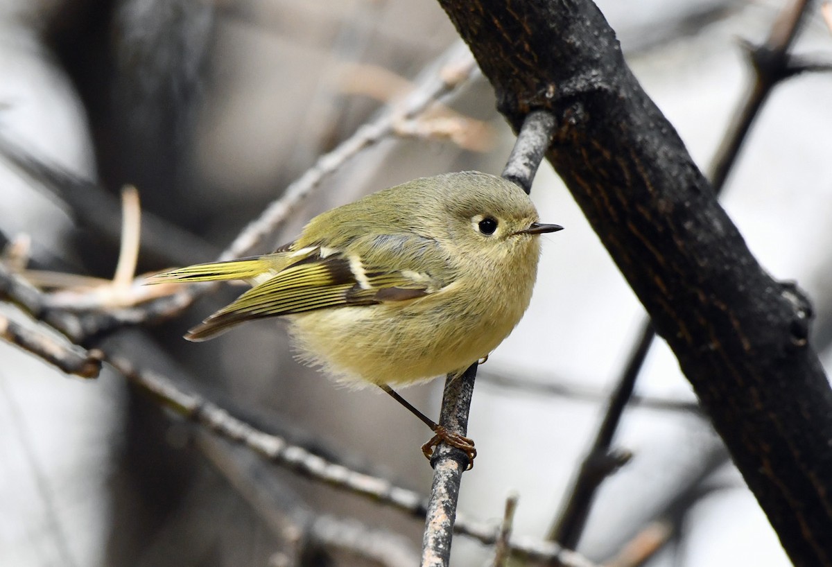 Ruby-crowned Kinglet - ML645482138