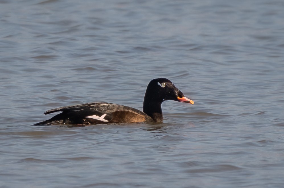White-winged Scoter - ML645482139