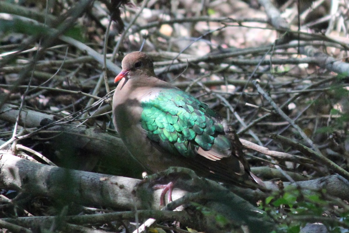 Pacific Emerald Dove - ML645482140