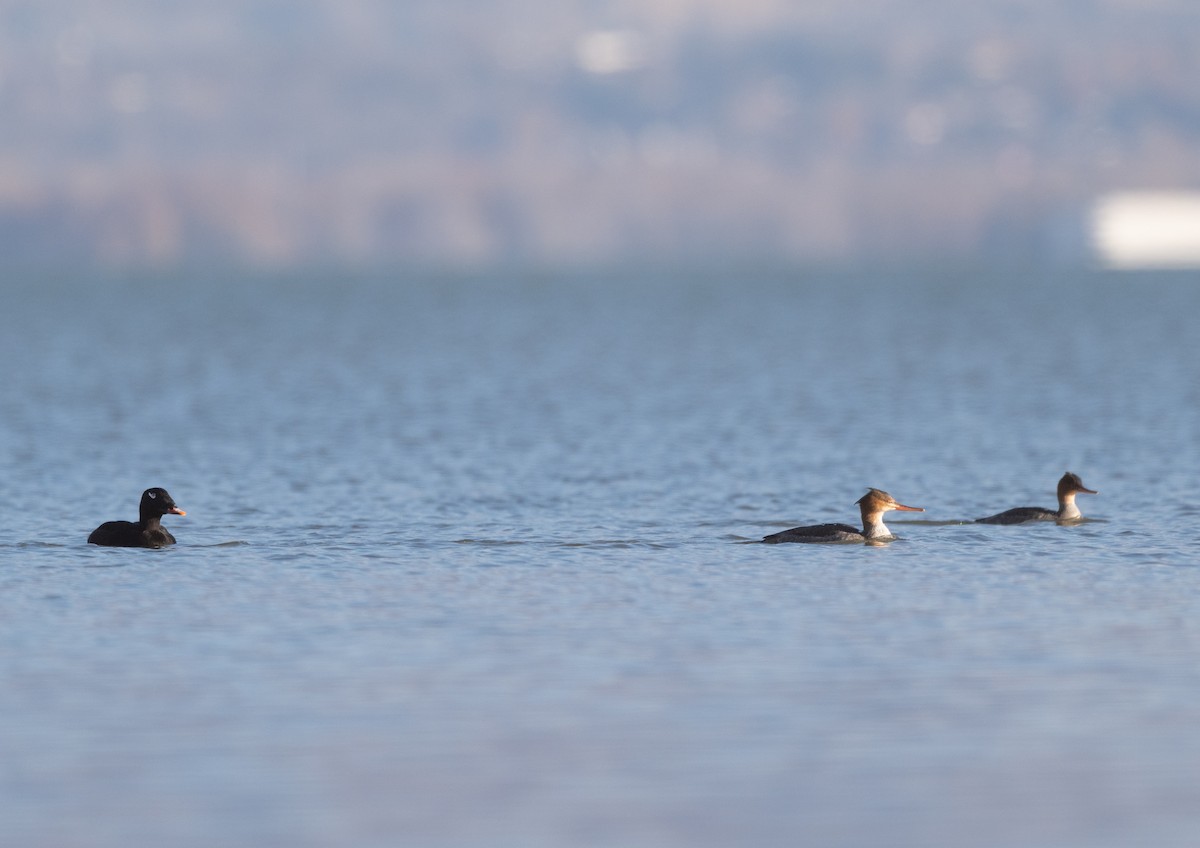 White-winged Scoter - ML645482141