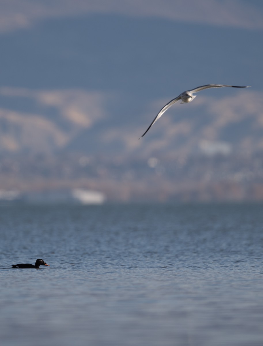 White-winged Scoter - ML645482143