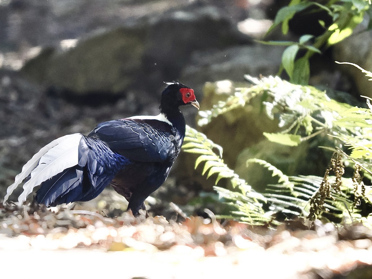 Swinhoe's Pheasant - ML645482146