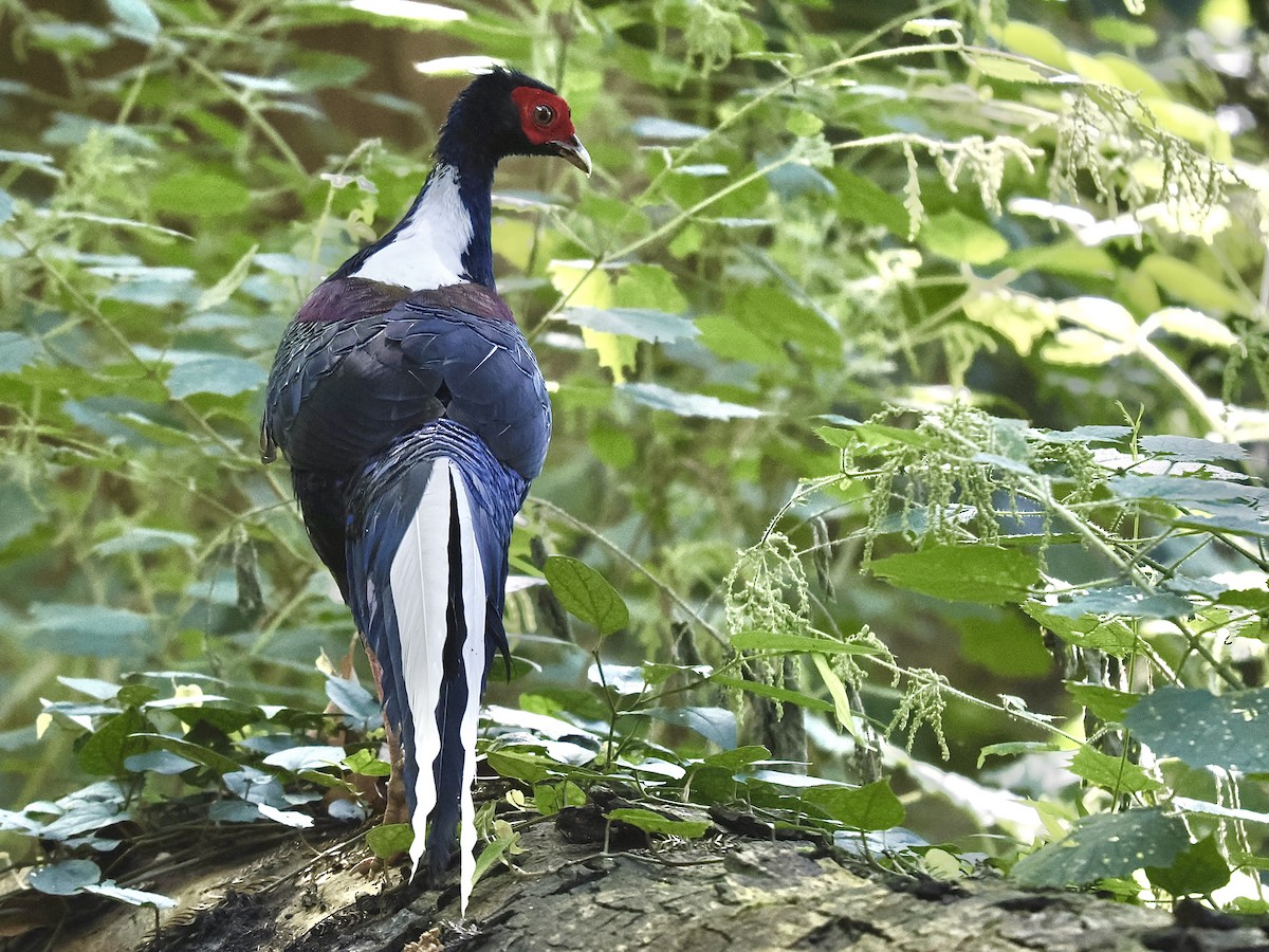 Swinhoe's Pheasant - ML645482147