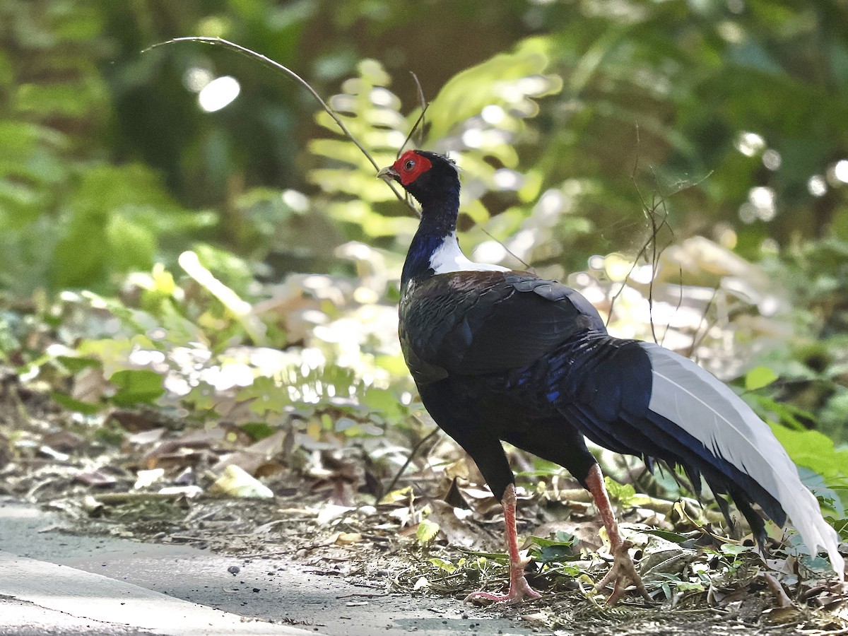 Swinhoe's Pheasant - ML645482148