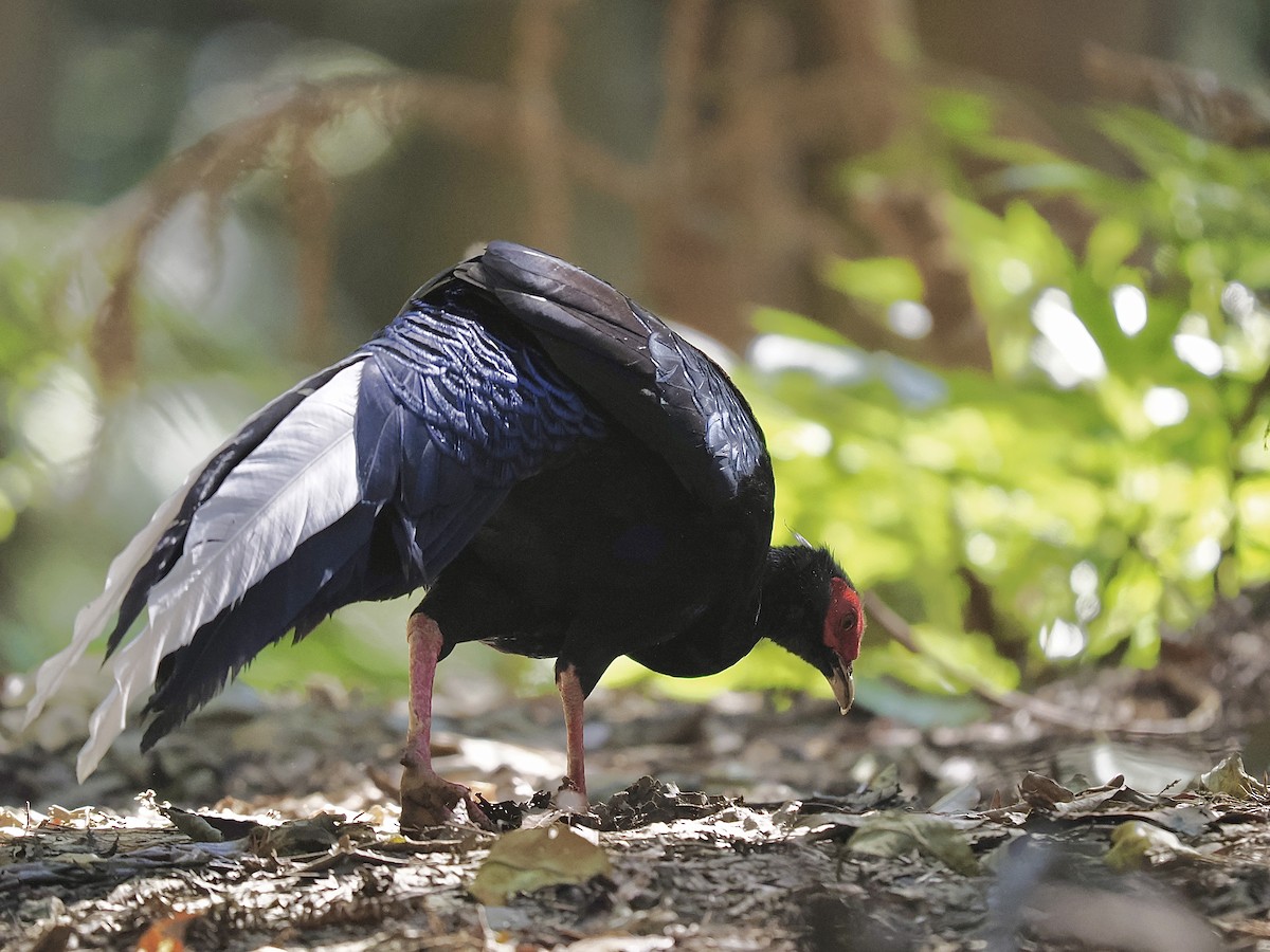 Swinhoe's Pheasant - ML645482149