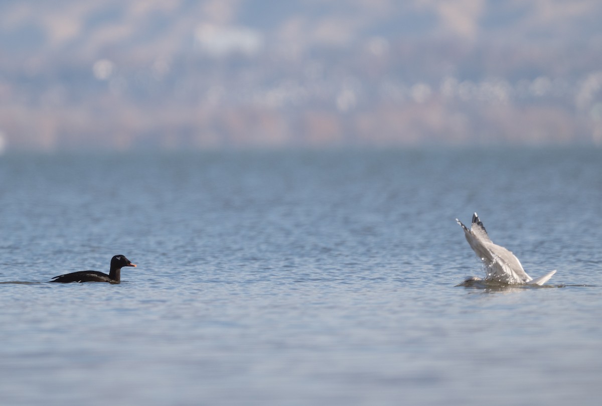 White-winged Scoter - ML645482151