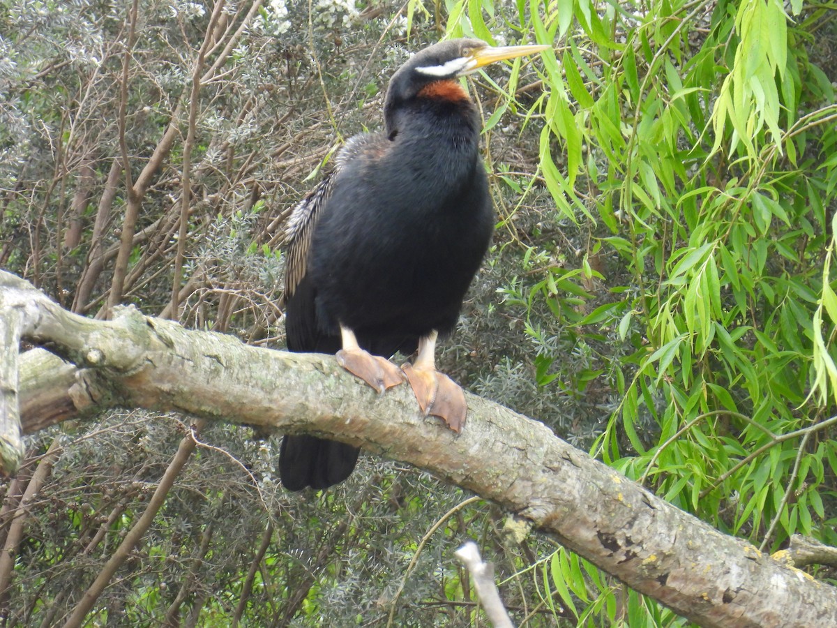 Australasian Darter - ML645482152