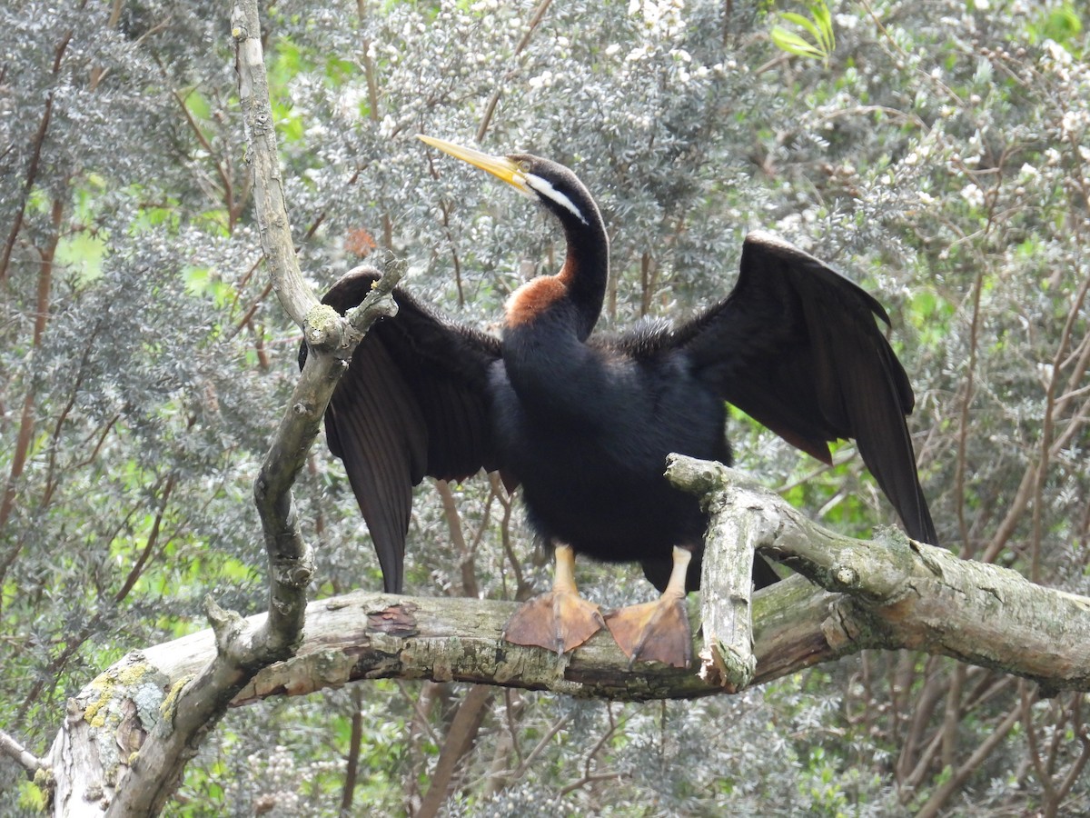 Australasian Darter - ML645482153