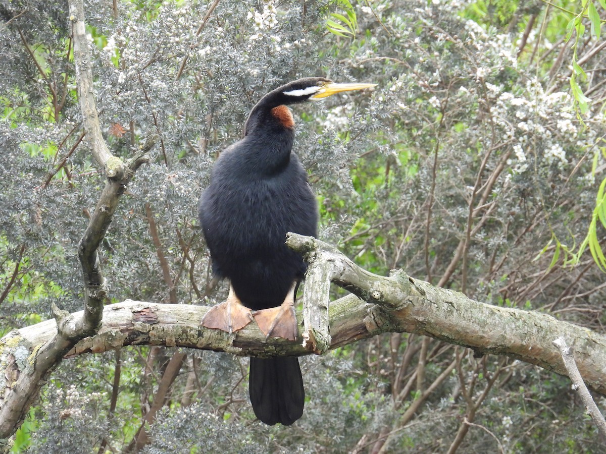 Australasian Darter - ML645482154