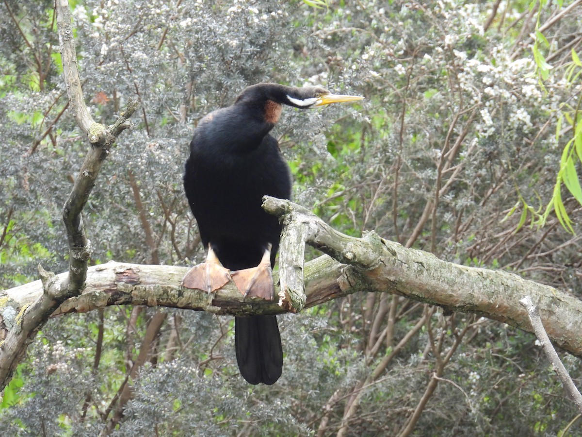 Australasian Darter - ML645482155