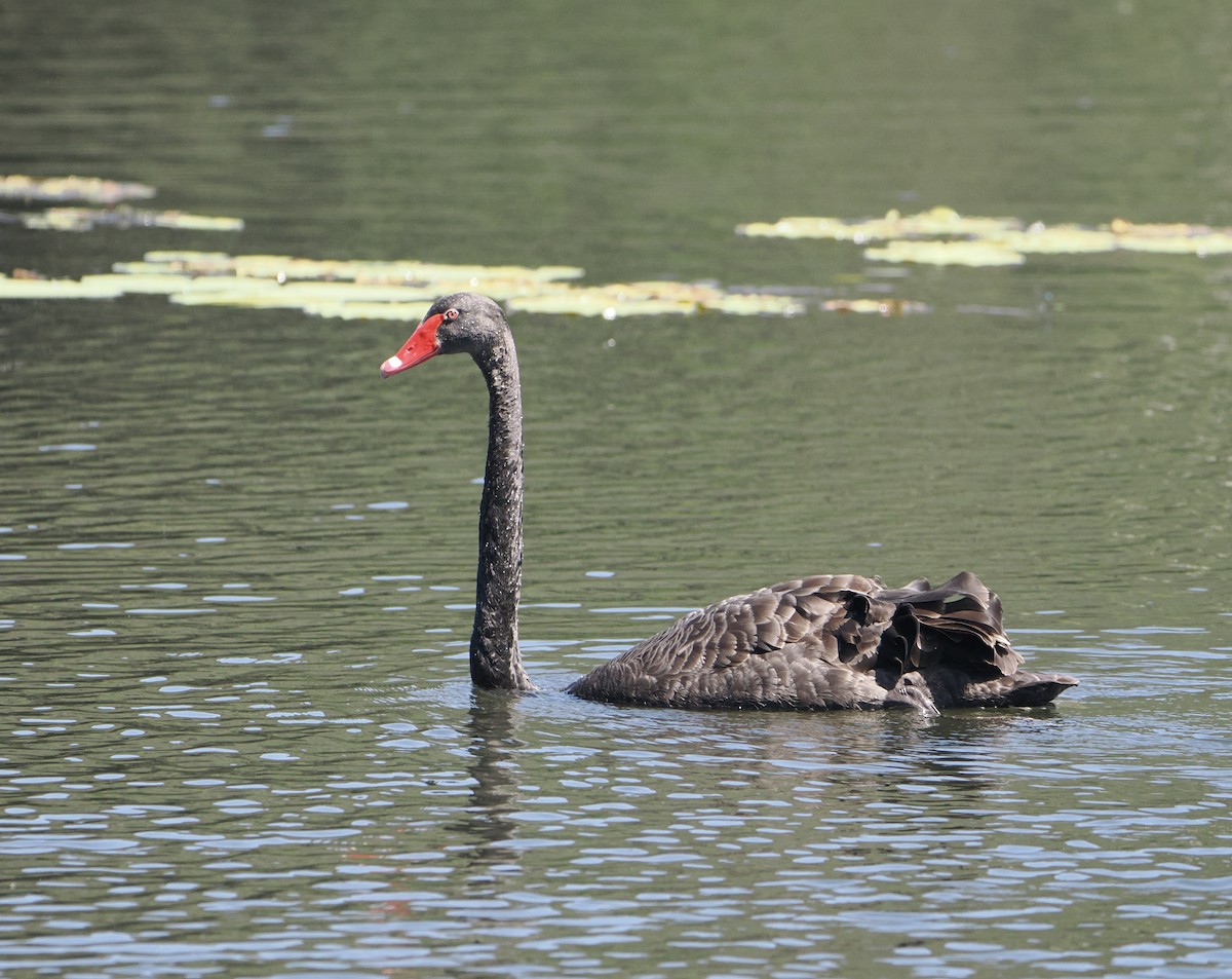 Black Swan - ML645482157