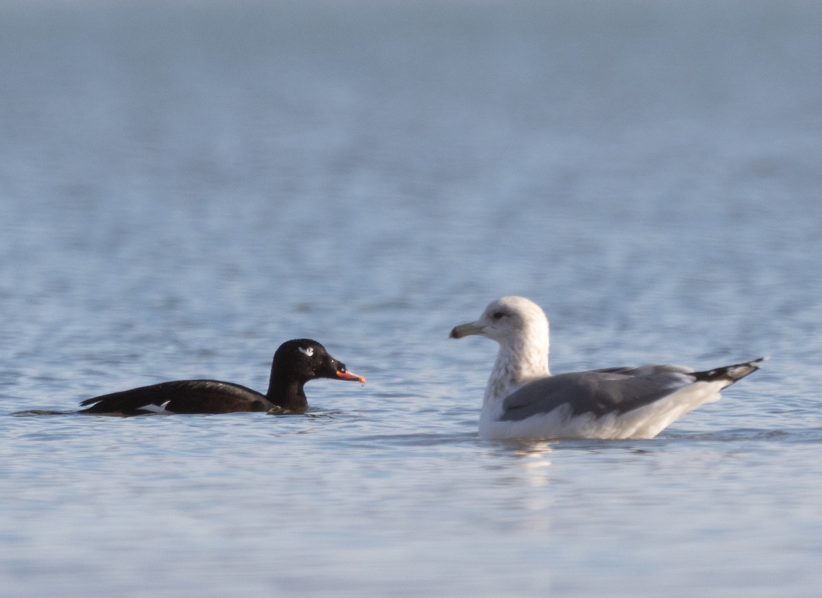 White-winged Scoter - ML645482158