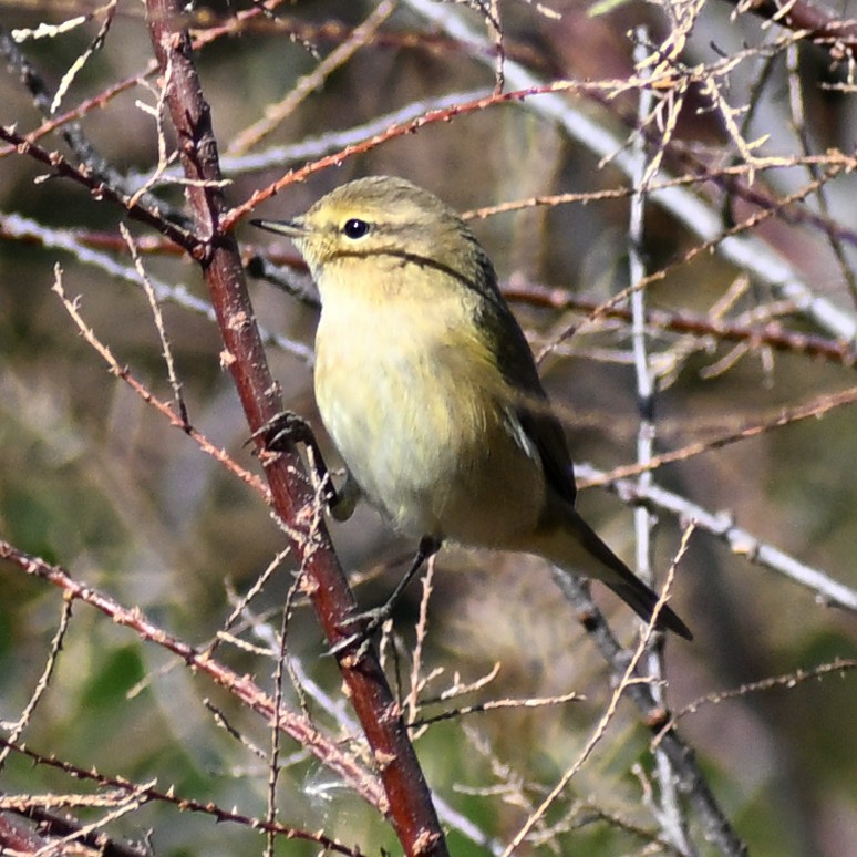 嘰喳柳鶯 - ML645482159