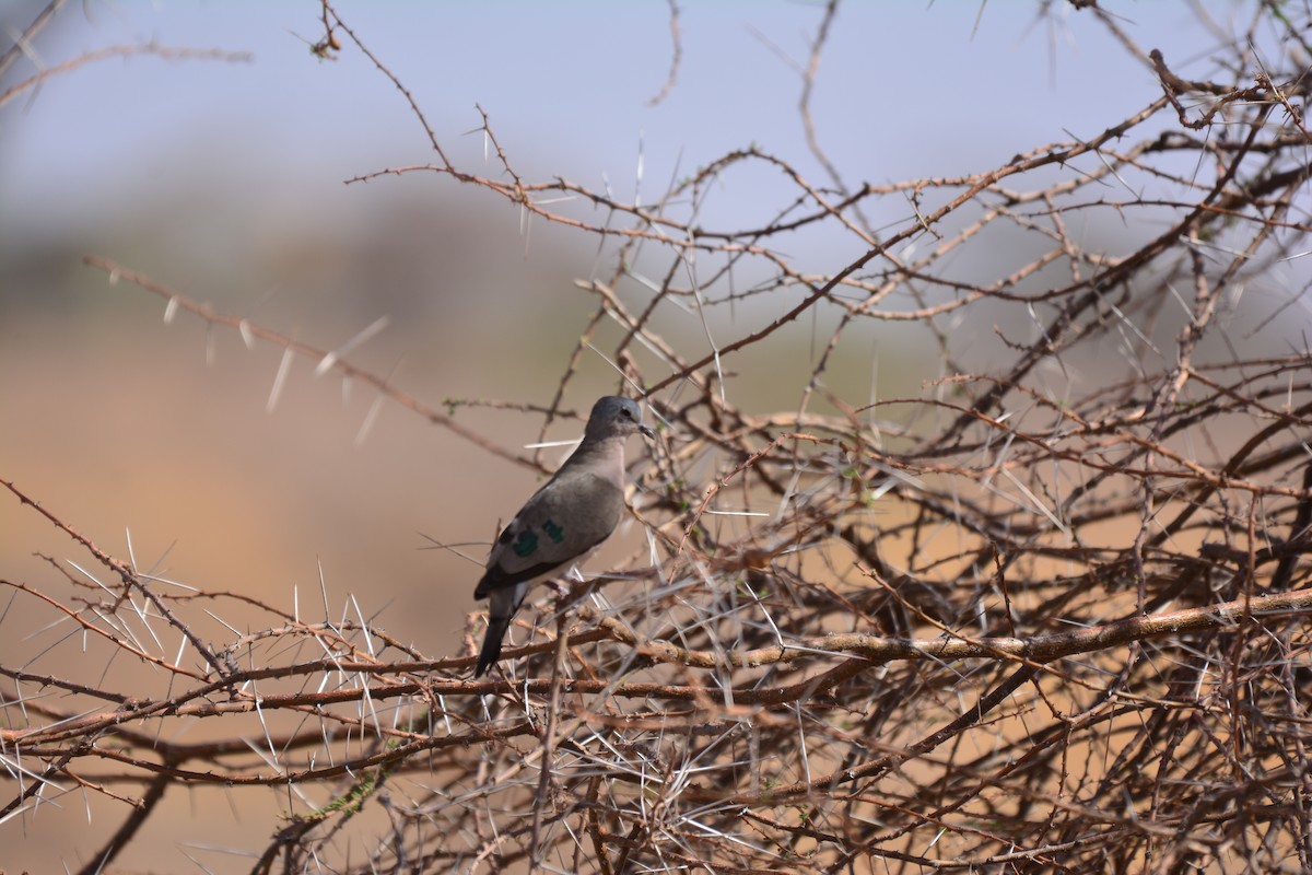 Emerald-spotted Wood-Dove - ML645482164