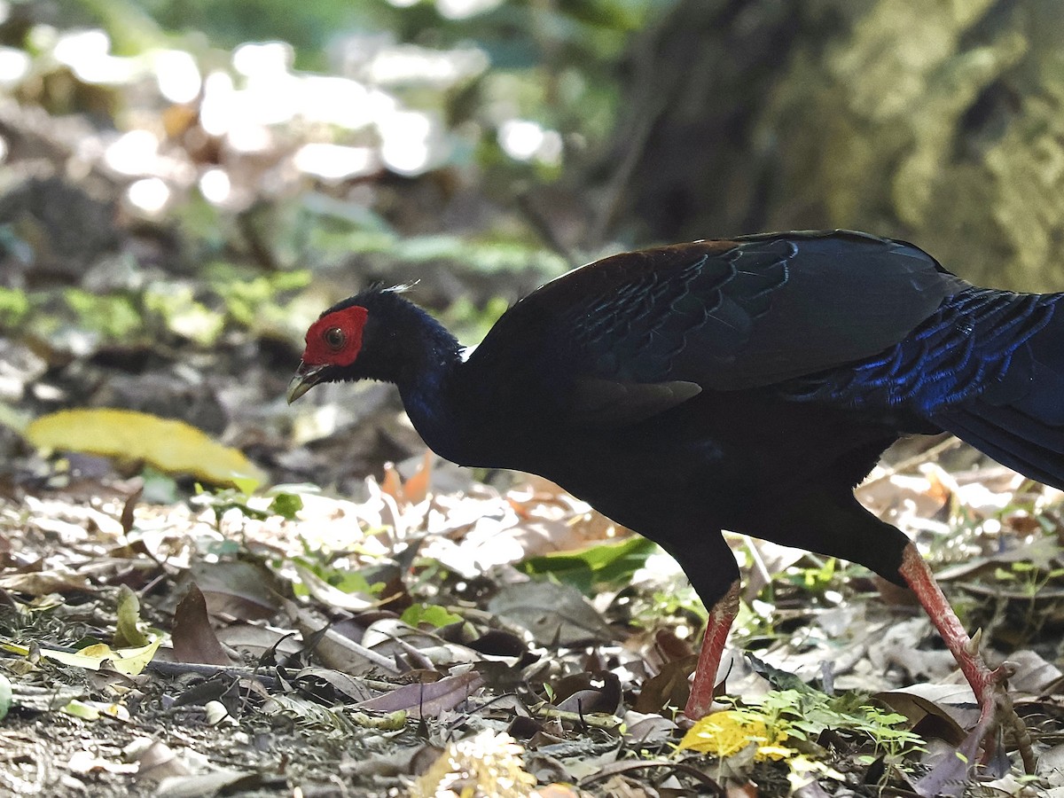Swinhoe's Pheasant - ML645482166
