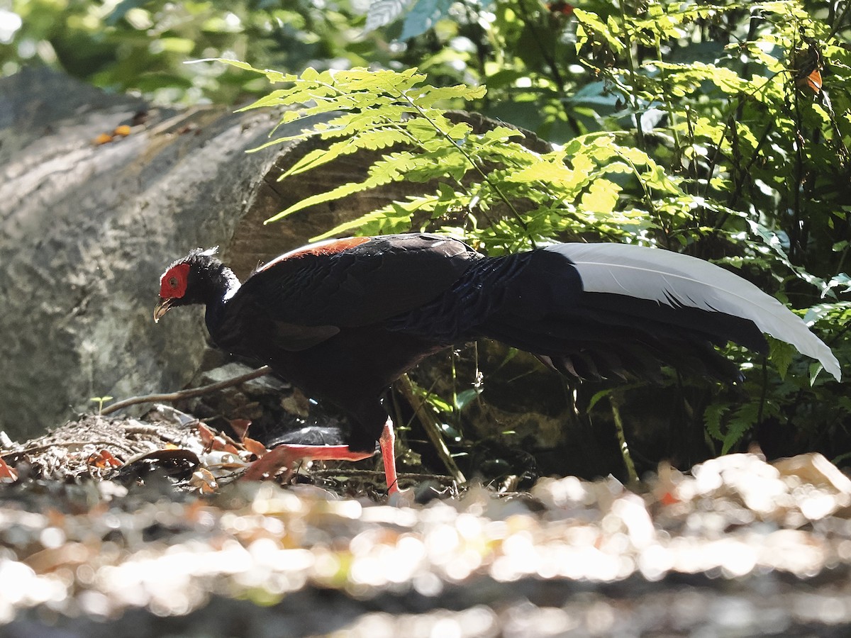 Swinhoe's Pheasant - ML645482167