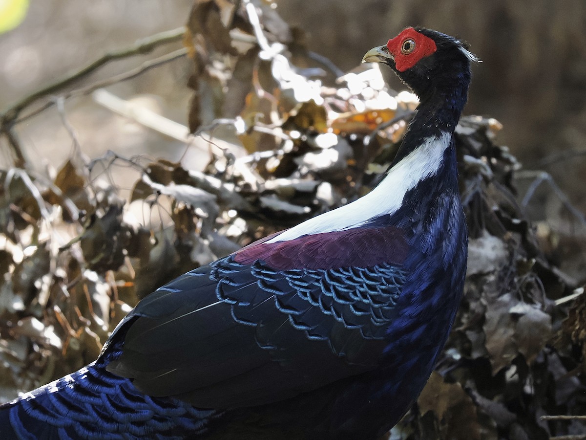 Swinhoe's Pheasant - ML645482168