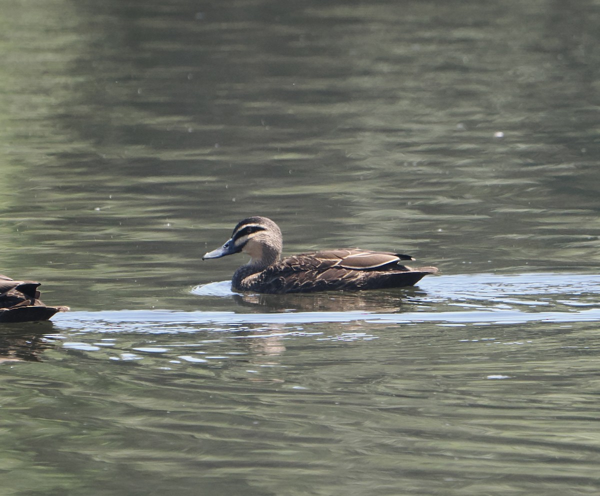 Pacific Black Duck - ML645482169