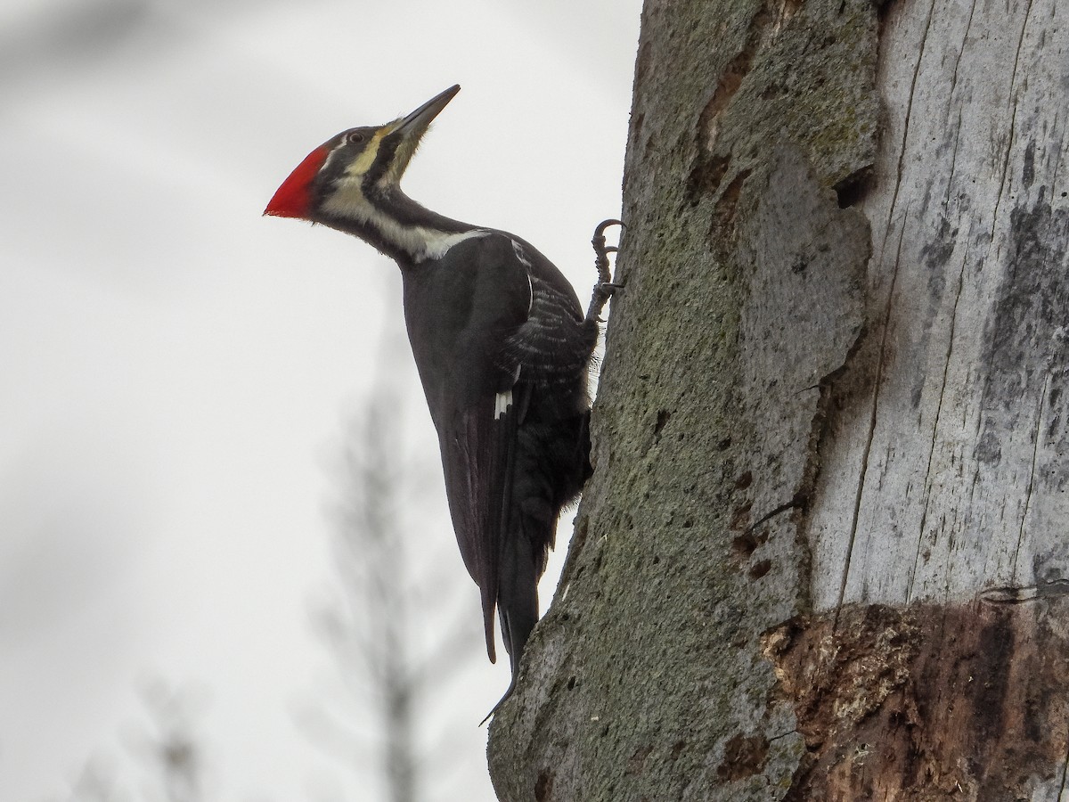 Pileated Woodpecker - ML645482170