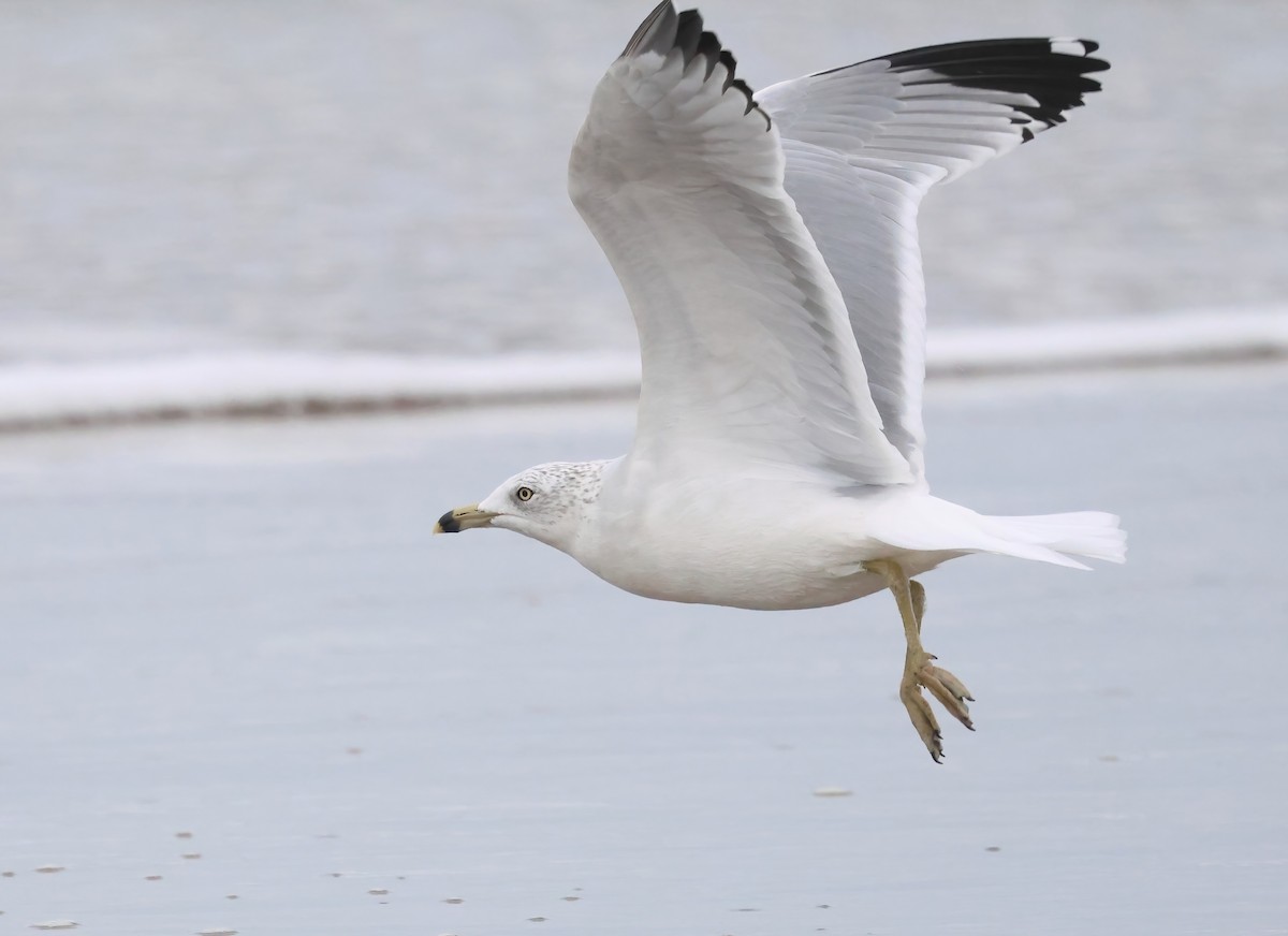 Ring-billed Gull - ML645482171