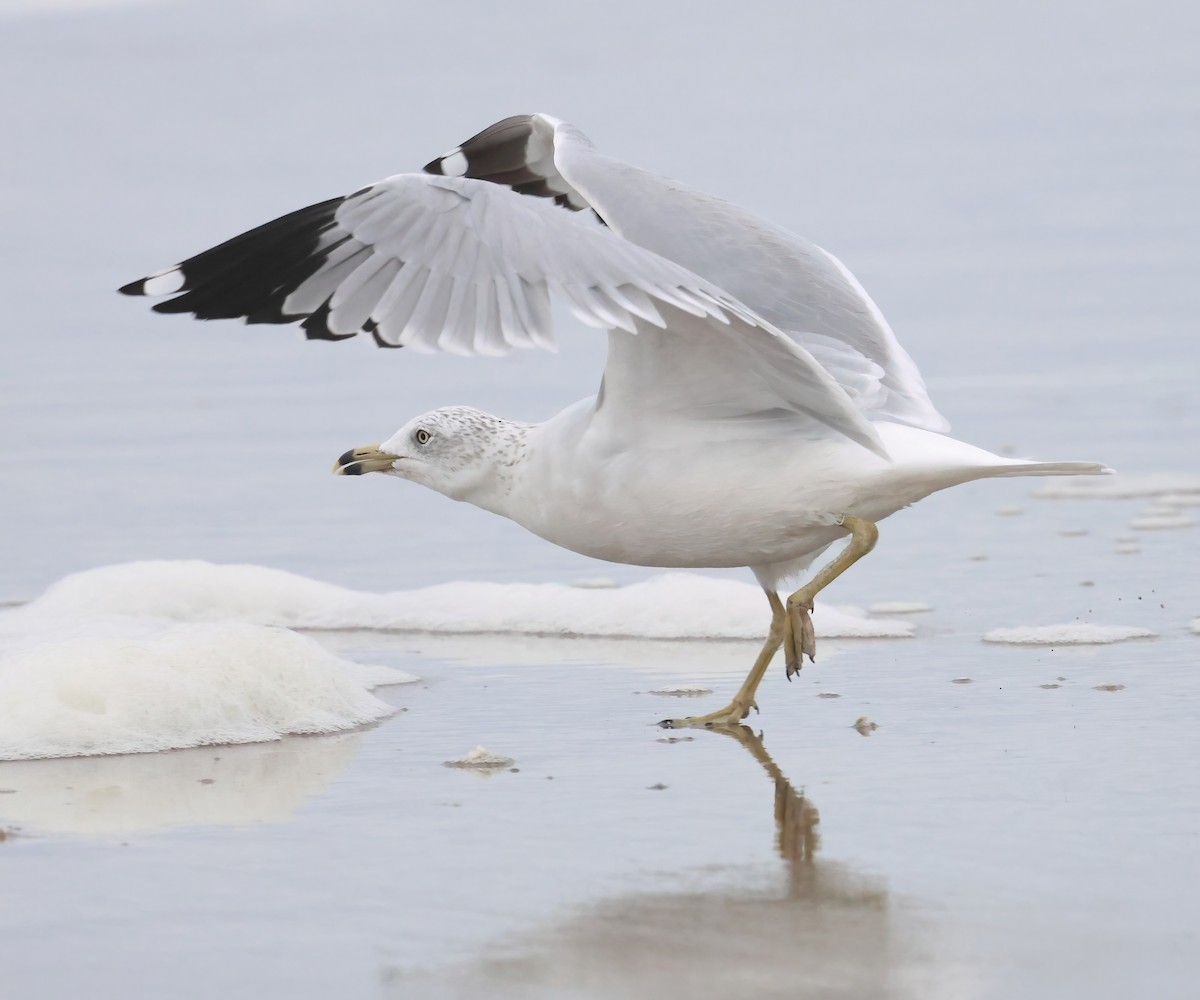 Ring-billed Gull - ML645482172